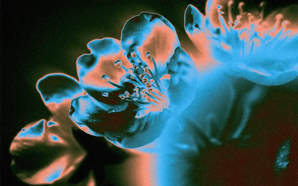 Distraction / Fantasia Malware / Nuit blanche - Jardin des Traverses
