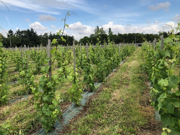 Visite du Domaine viticole de Paris Gravelle