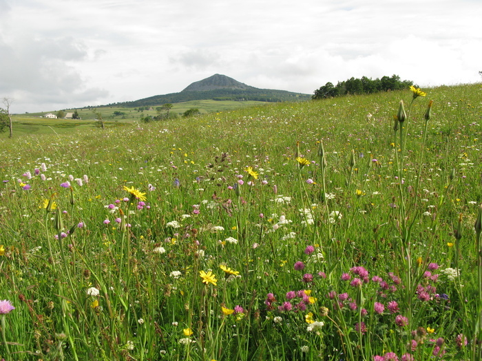 Les prairies naturelles de l'AOP Fin Gras du Mézenc : des plantes sauvages au service d'un élevage durable (43)