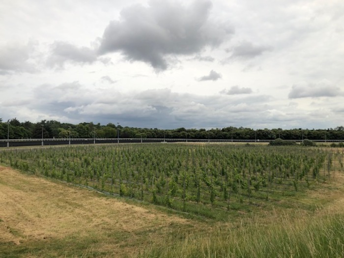 Initiez-vous à la viticulture au Domaine de Paris Gravelle
