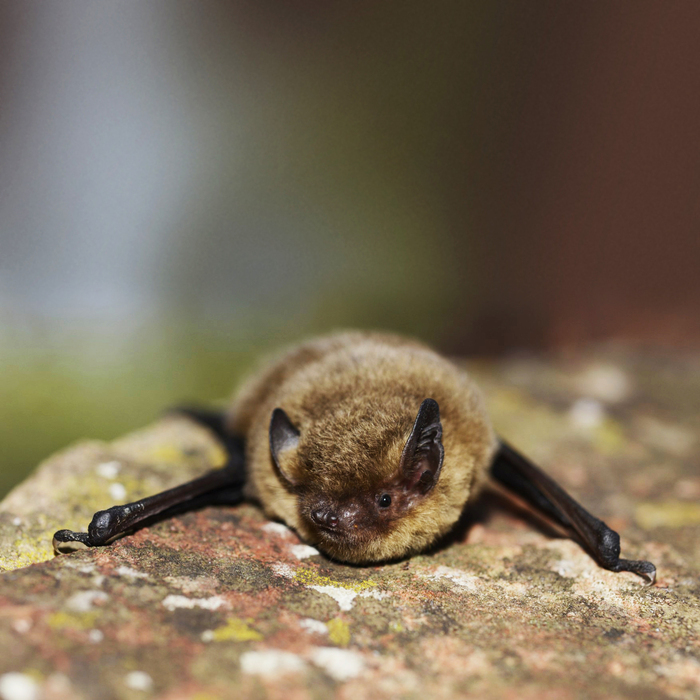 Quand la nuit s’anime : à la découverte des chauves-souris