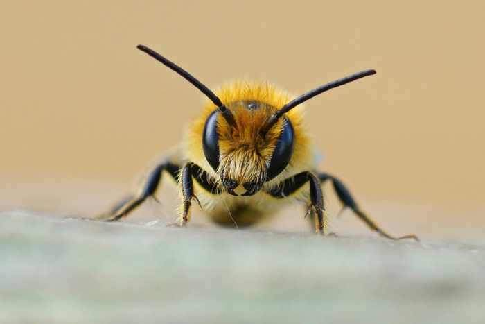 Les abeilles solitaires et la pollinisation