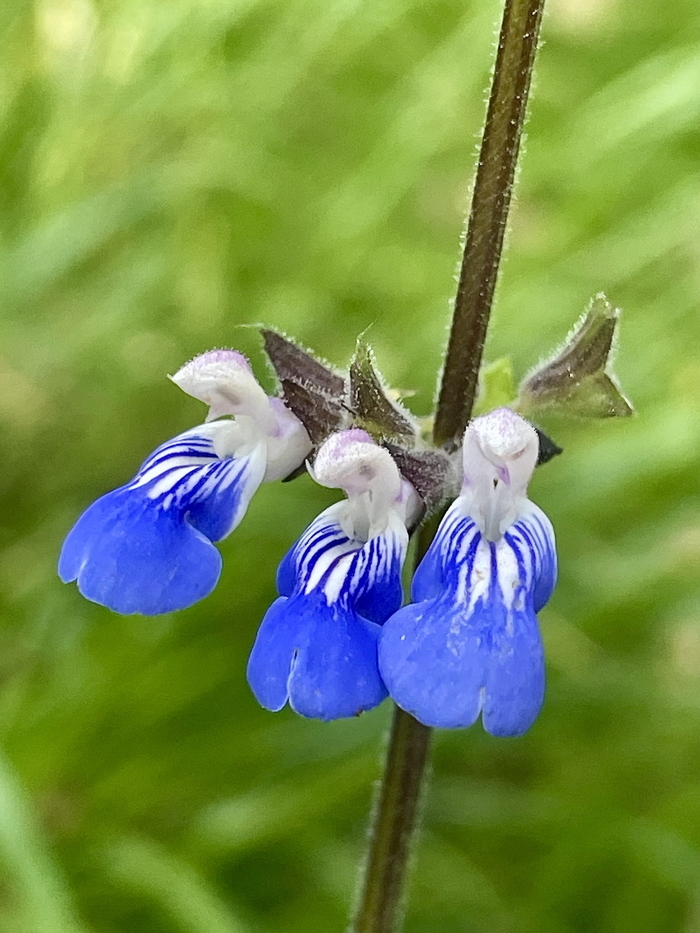 « Accueillir la biodiversité en jardin sec et en verger inondable »