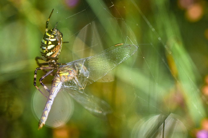 Visite guidée autour des araignées de jardin
