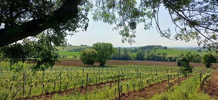 Envie d’une escapade entre nature et terroir ? Partez pour un circuit découverte œnotouristique à travers les vignes au départ de Lincarque.