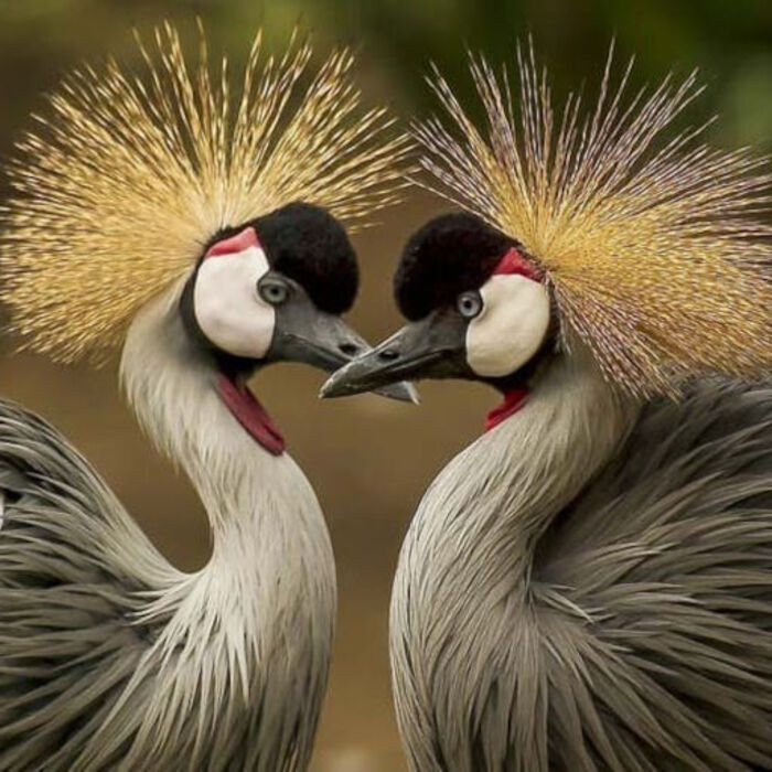 Qu'est-ce qu'un oiseau ?