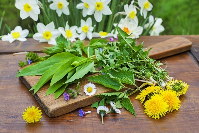 Atelier « Cuisine sauvage »