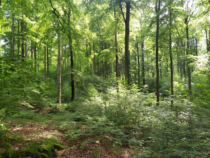Randonnée-bivouac à la découverte de la forêt d'Halatte