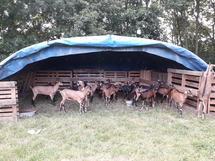Marché du CIVAM – Ferme du Héron - LES CHTITES BIQUETTES