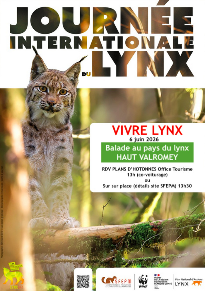 VIVRE LYNX