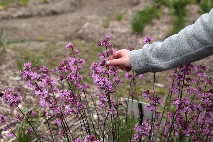 Visite sensorielle des Jardins du CBN et du Château de Lafayette (43)