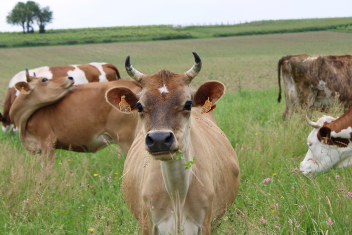 Soirée printanière à la découverte des plantes qui nourrissent nos vaches bio