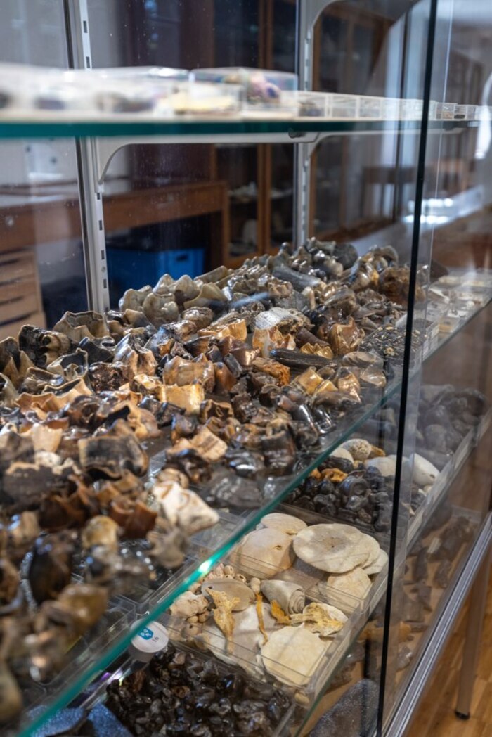 Visite libre des collections