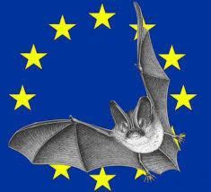 Nuit Internationnale de la Chauve-souris