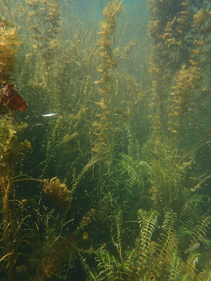 Rdv Natura 2000 : Flore et végétations aquatiques des vallées calcaires du Périgord