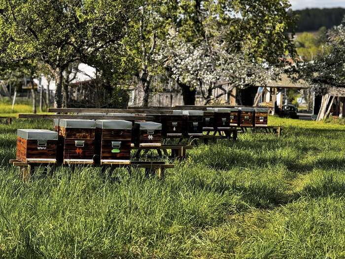 À la découverte de l'apiculture pour petits et grands !