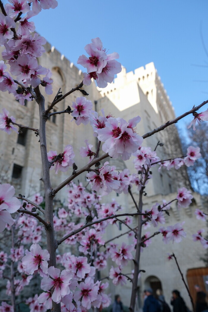 Visite les cinq sens au jardin, la vue