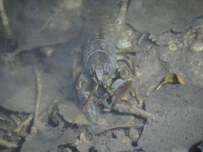 Un homard dans la Rouvre ?
