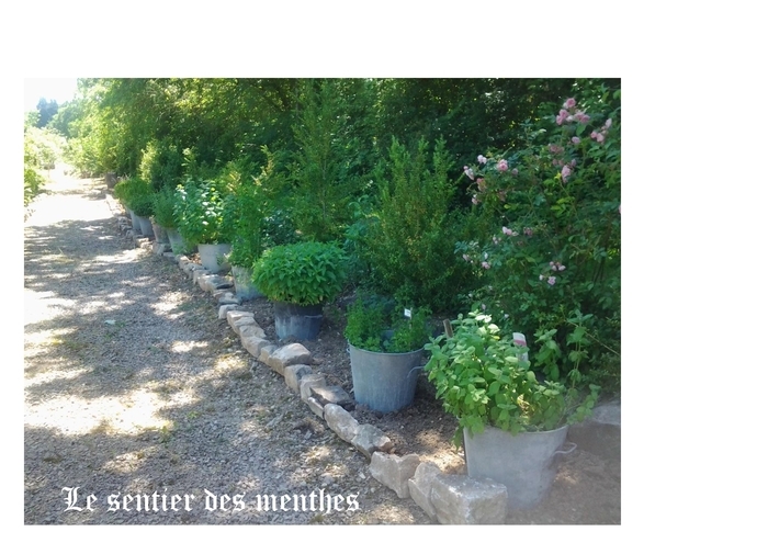 Découverte du jardin d'inspiration médiévale.