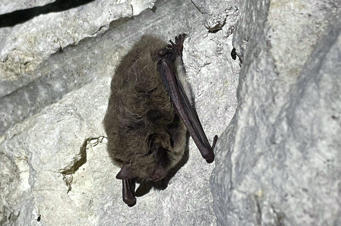 La danse des chauves-souris