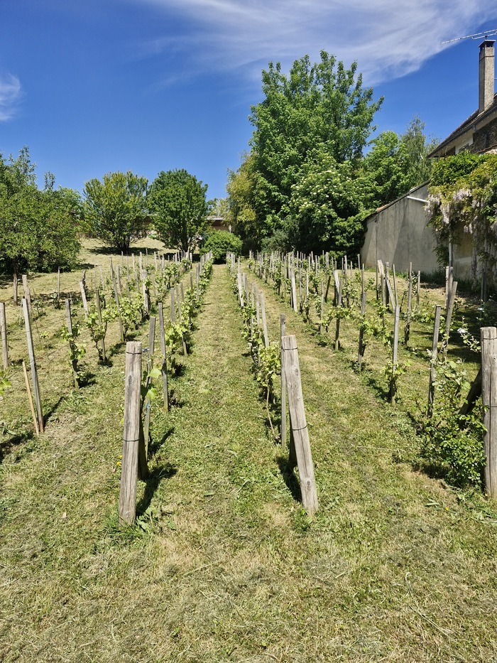 Vignoble en fête