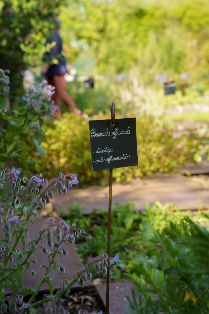 Visite du jardin médicinal de La Roche-Jagu