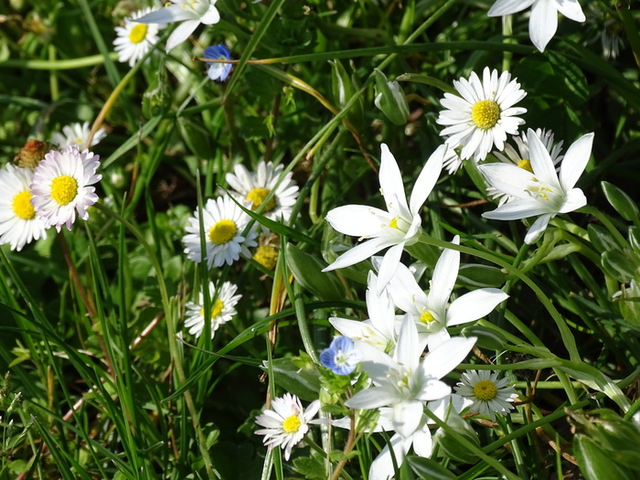 Visite guidée du jardin du Ramier