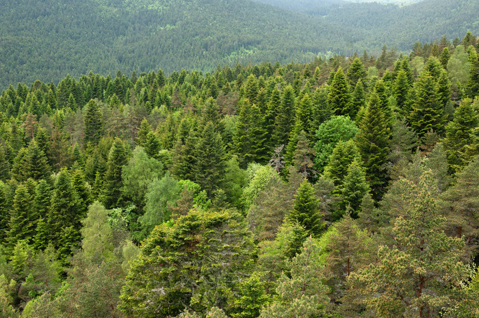 La biodiversité casadéenne à travers l'Histoire (Allègre, 43)