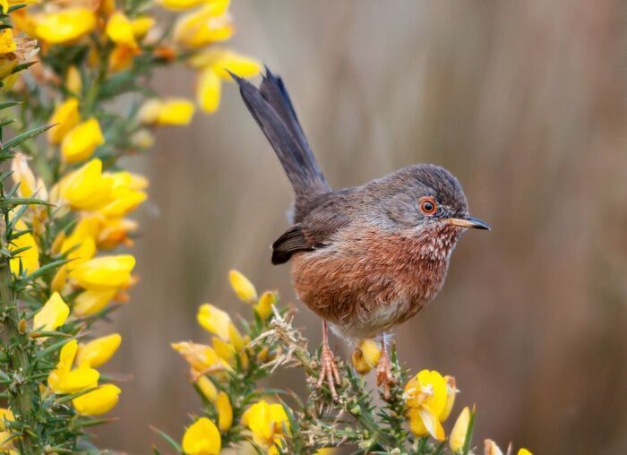 A la découverte des oiseaux des Monts d'Arrée