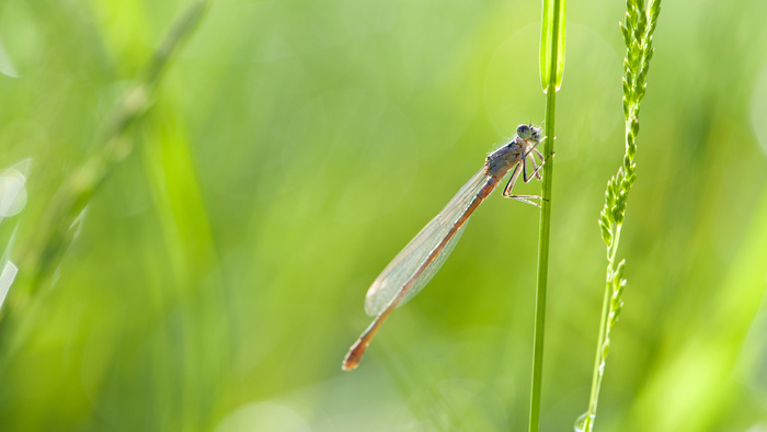 Quand libellules et demoiselle s'en mêlent