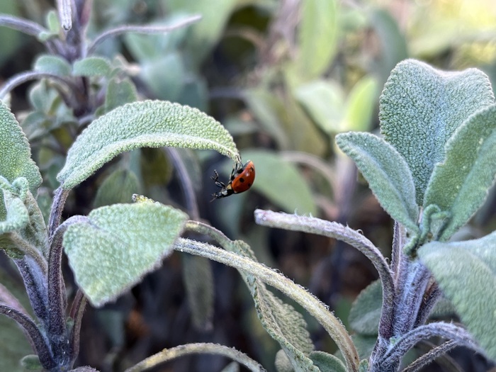 Regards sur le petit monde du jardin