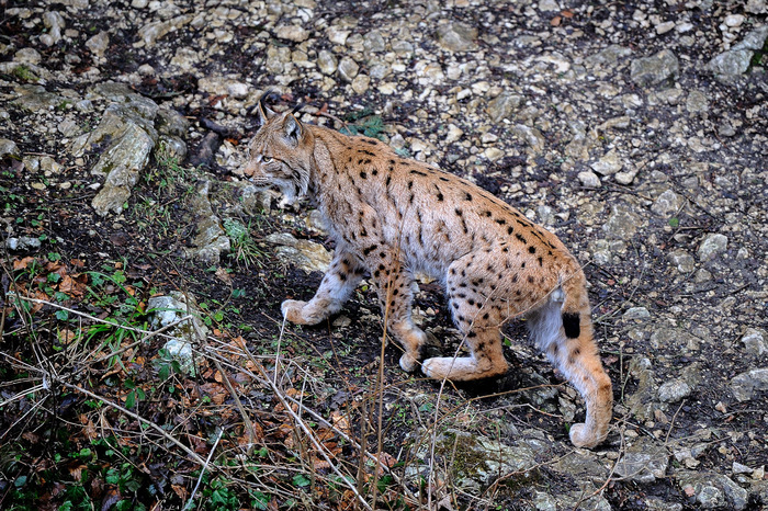 Dans la peau du Lynx boréal