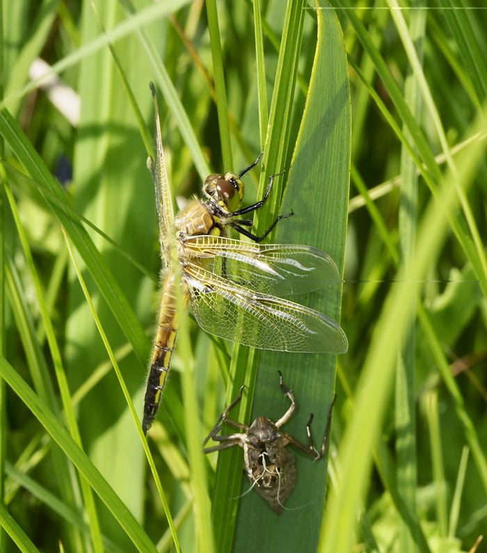 Initiation à la pratique de la macro photographie