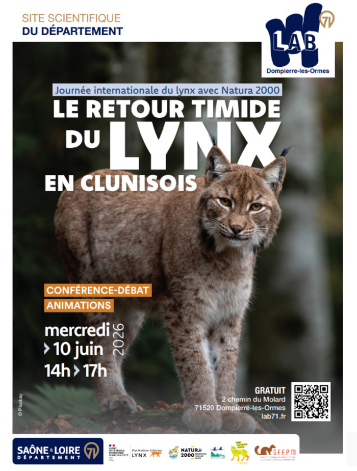 Le retour timide du Lynx
