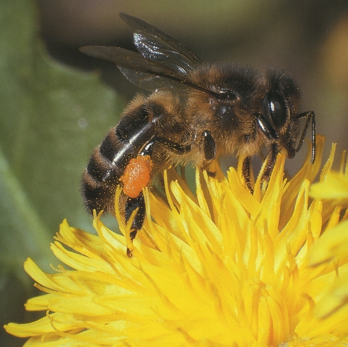 Connaissance de l'abeille noire du pays et découverte du travail de l'apiculteur pour la préserver