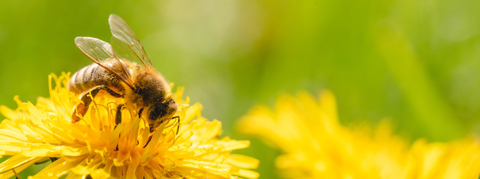Formation - Connaître et favoriser les pollinisateurs sauvages - MAEC Biodiversité