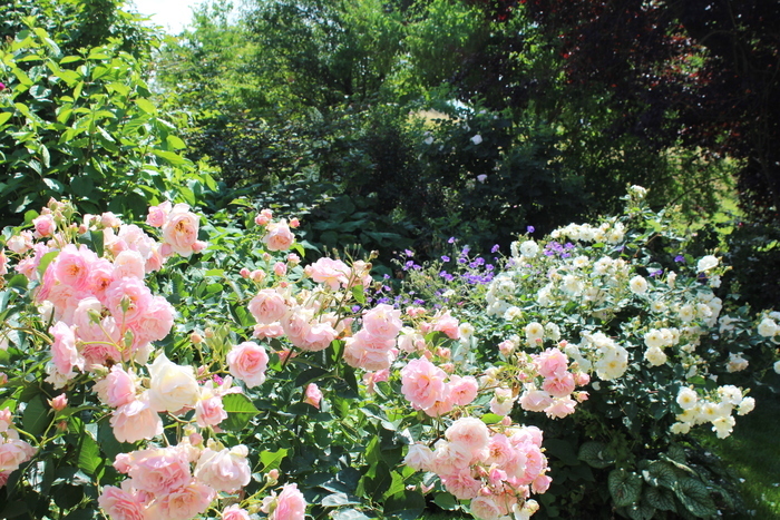 Jardins de roses, d'abeilles et de groseilles : Les Jardins de Michèle