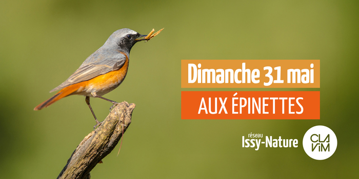 Épinettes : comptage national Oiseaux des jardins