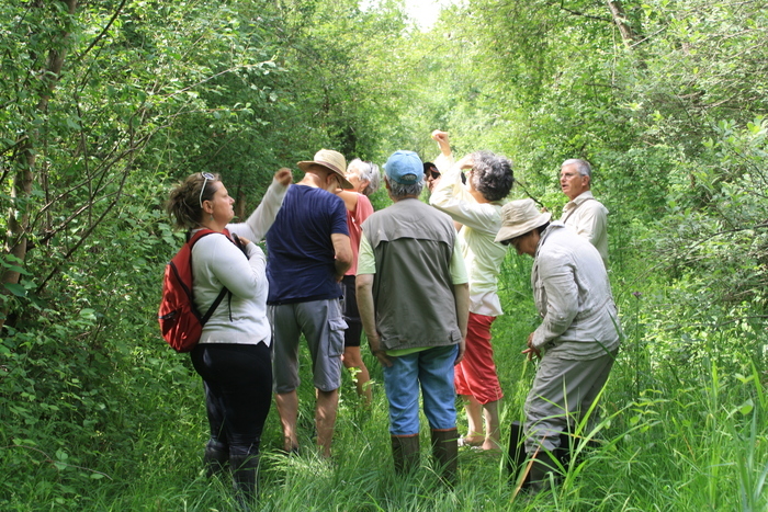 Visite naturaliste et archéologique du Marais du Grand Plan