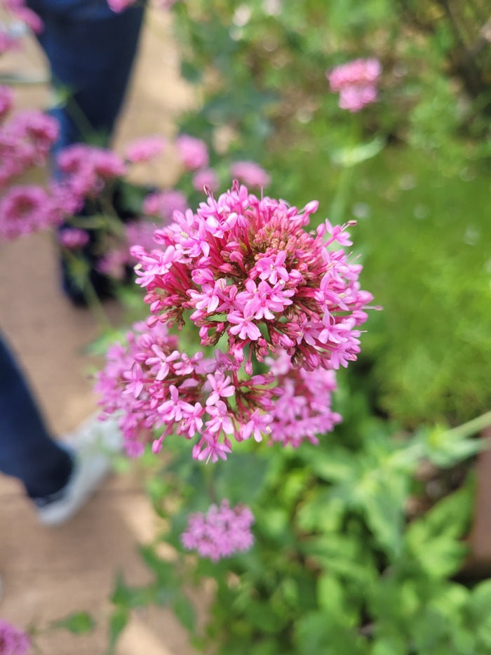 L’écho littéraire et poétique au jardin