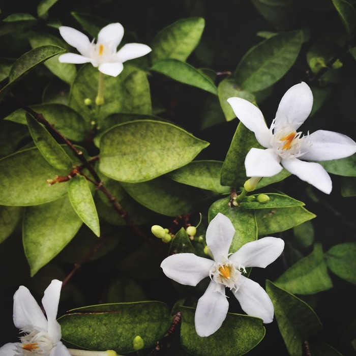 Des histoires parfumées aux fleurs d’oranger