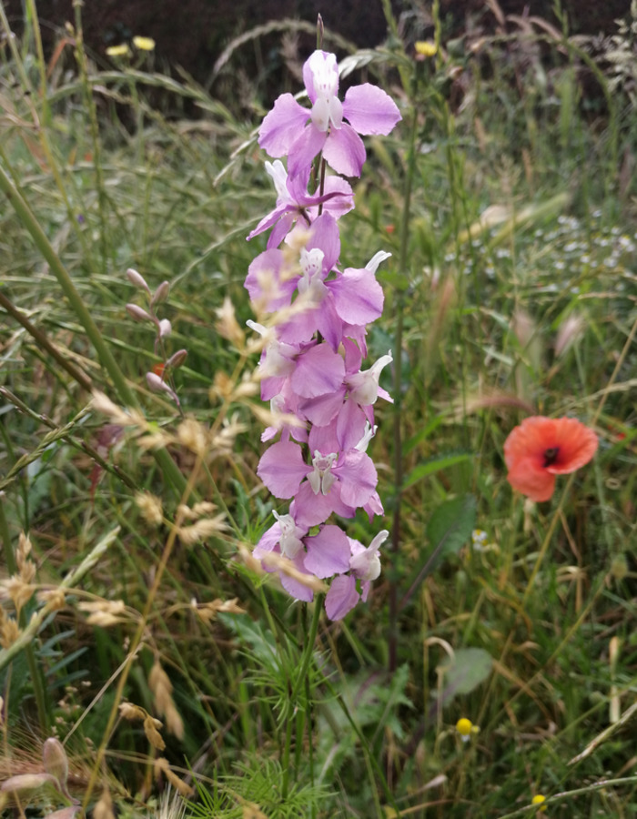 Visite du jardin pédagogique de l'association C'est si bio
