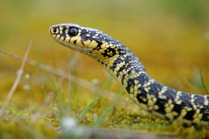 Lézards, serpents, tous reptiles…tous fascinants