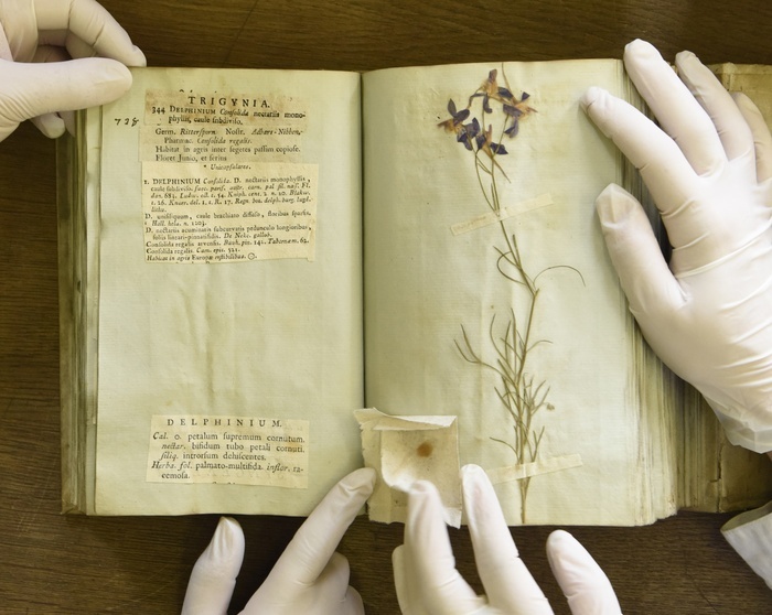L'herbier de l’Université Lyon 1 : des collectes du XVIIIème siècle à l’herbier virtuel