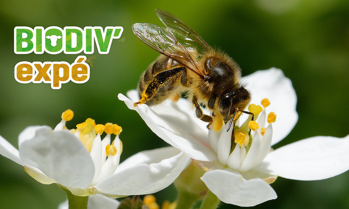 Bzzz… À la découverte des pollinisateurs